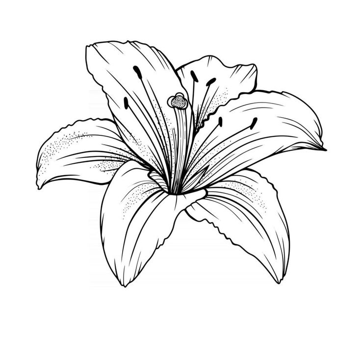 a black and white drawing of a flower