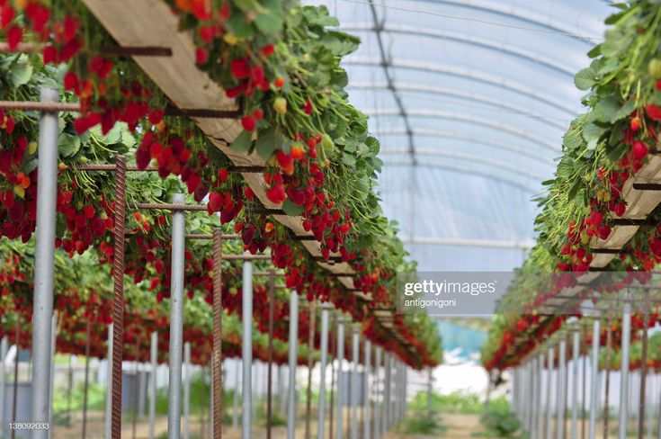 the inside of a greenhouse with red flowers growing on it's sides and green leaves hanging from the ceiling