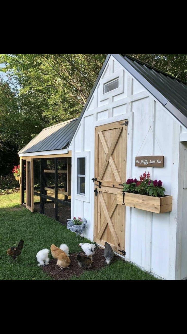 several chickens in the grass near a small white building with a wooden door and window