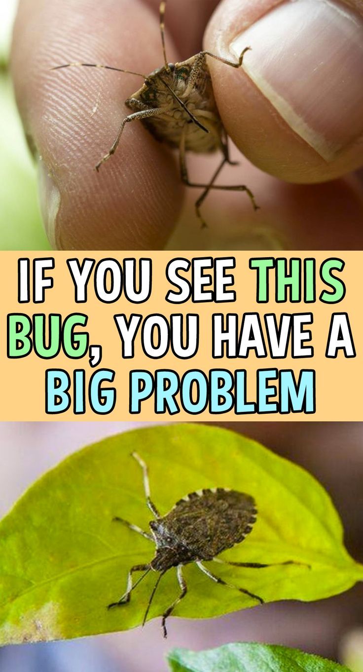 a person holding a bug on top of a green leaf with the caption if you see this bug, you have a big problem