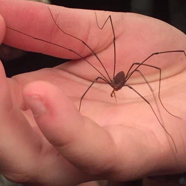 a person holding out their hand with a spider on it