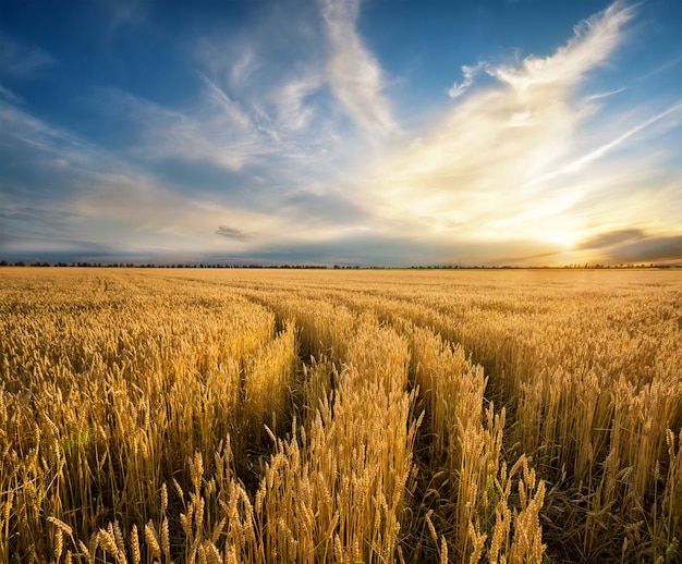 the sun is setting over a wheat field