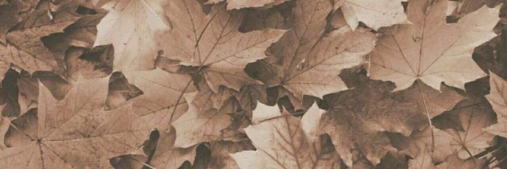 an image of leaves that are on the ground in sepia tone, with black and white background