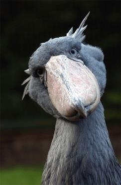 a close up of a bird with very large beak