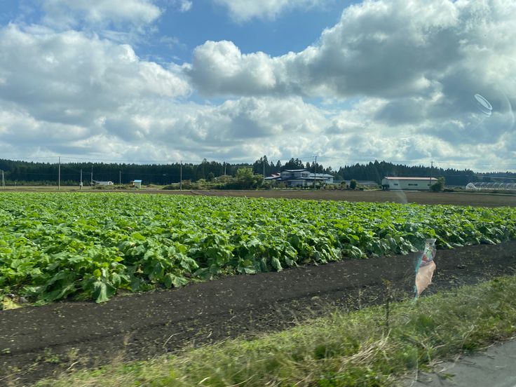 a large field full of green plants next to a road