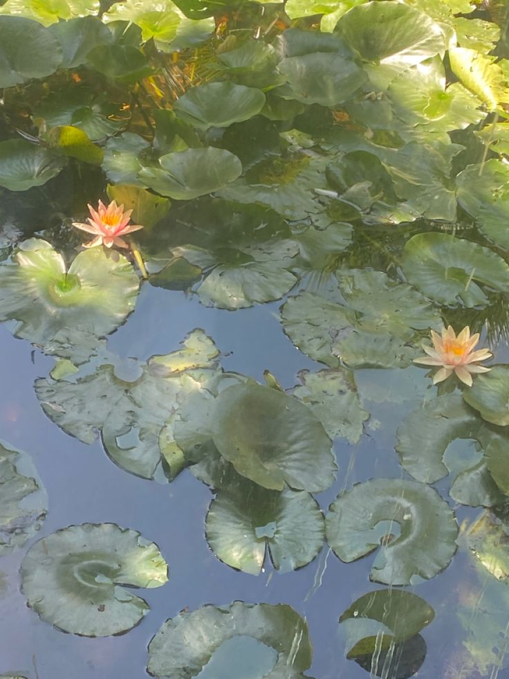 water lilies floating on top of green leaves in a pond