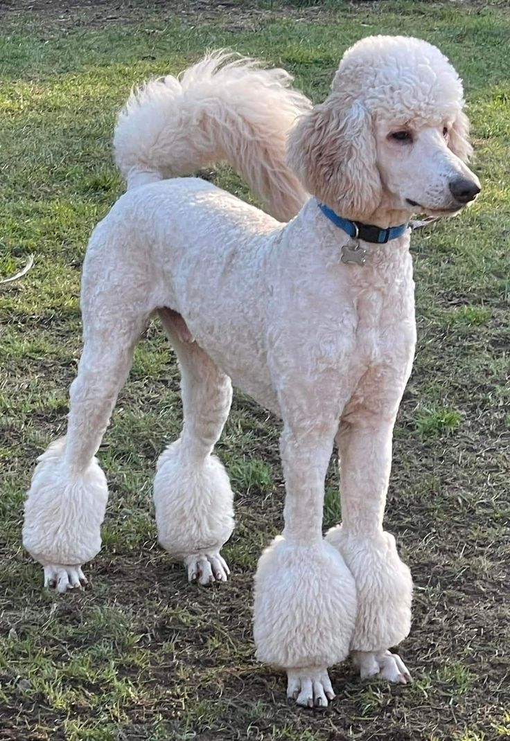 a white poodle standing on top of a lush green field