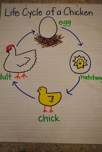 the life cycle of a chicken on a piece of paper with words written in it