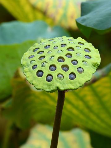 a close up of a green flower with lots of water droplets on it's petals