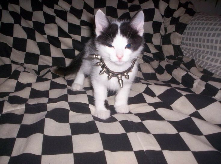 a black and white cat standing on top of a checkered bed spread with collars