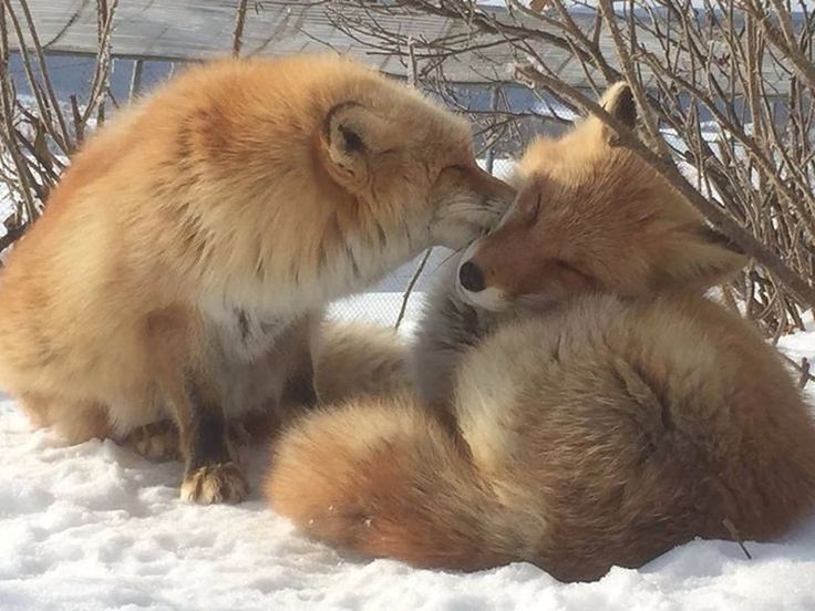 two foxes playing in the snow with each other