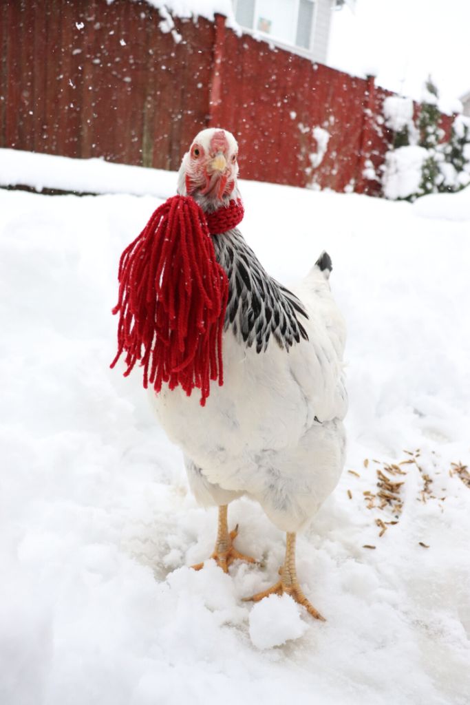 a white and black chicken standing in the snow