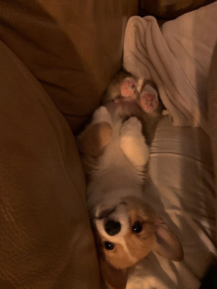 a small dog laying on its back under a blanket