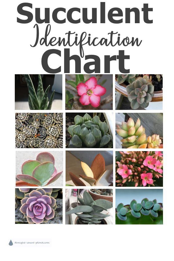 the book cover for succulent identification chart