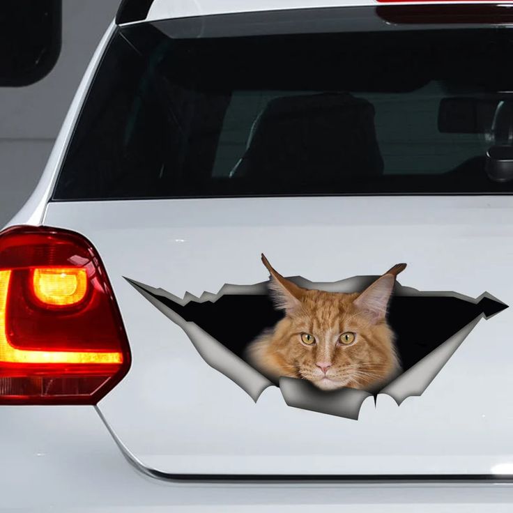 an orange tabby cat peeking out from behind a hole in the side of a white car