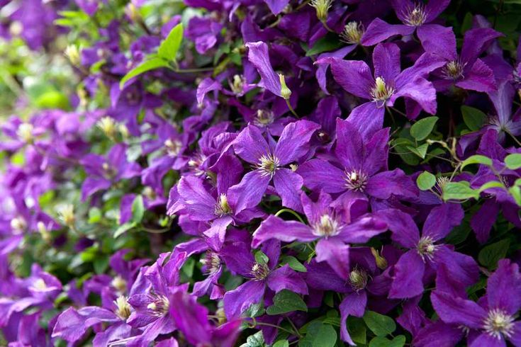 purple flowers growing on the side of a building