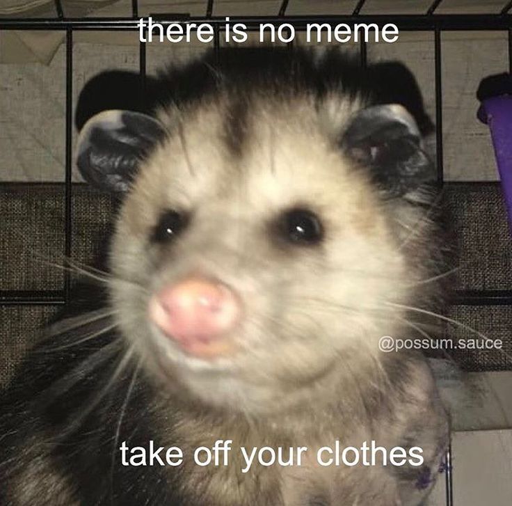 there is no meme take off your clothes ferret with mouth open and tongue out