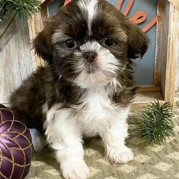 a small brown and white dog sitting next to a christmas ornament