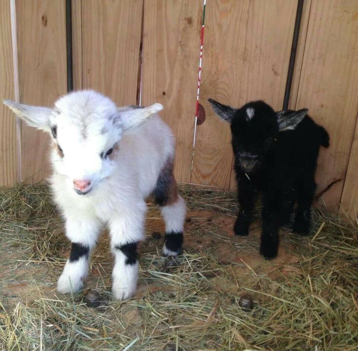 two baby sheep standing next to each other on some hay