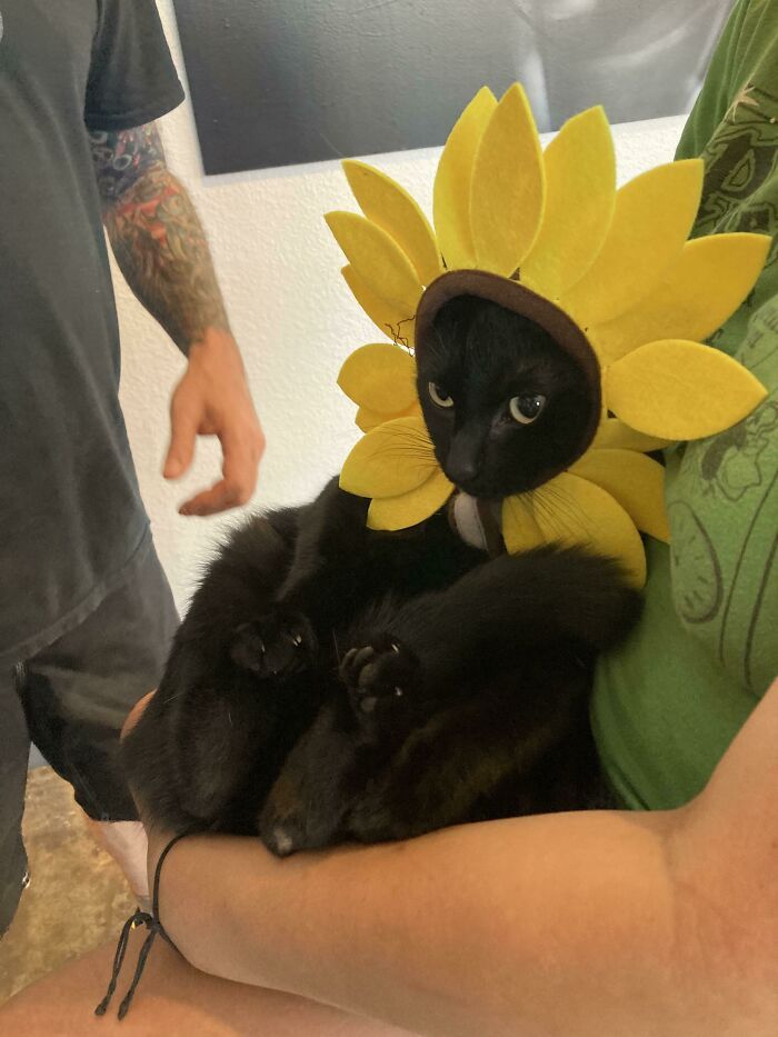 a black cat wearing a sunflower hat on its head while sitting in someone's lap