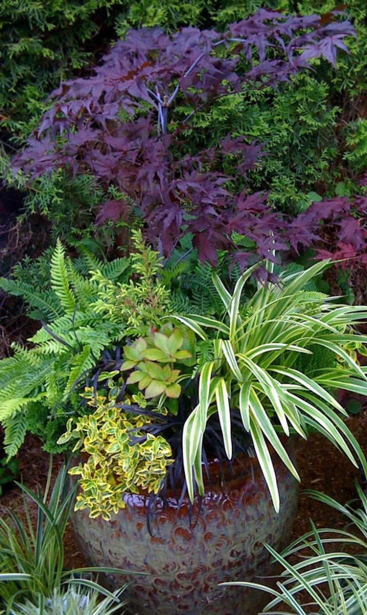 a garden filled with lots of different types of plants