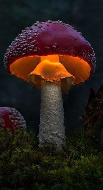 a close up of a mushroom with light coming out of it's top and bottom