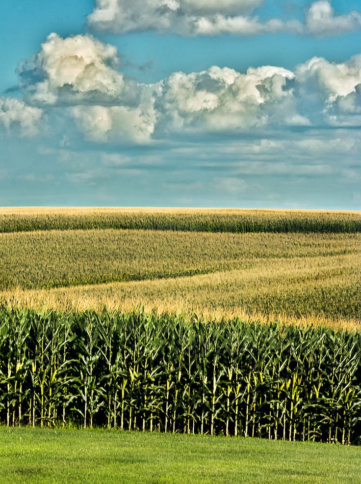 a corn field with clouds in the sky