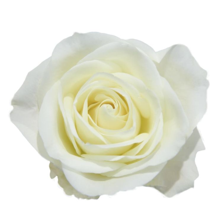 a single white rose on a white background