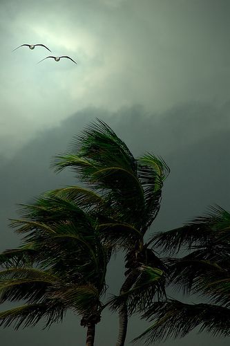 palm trees blowing in the wind on a cloudy day