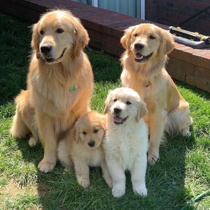 three golden retriever puppies sitting in the grass with their mother and baby dog