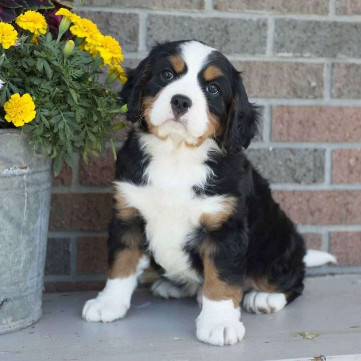 a puppy sitting next to a flower pot