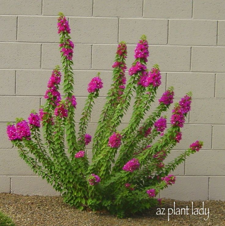 pink flowers are in a green pot by a brick wall