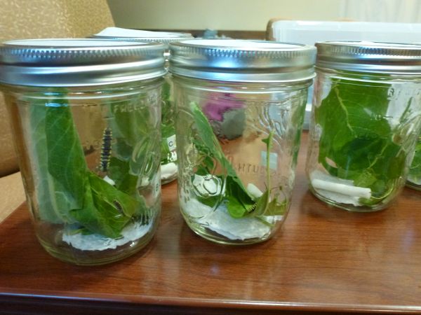 four mason jars filled with green leafy vegetables