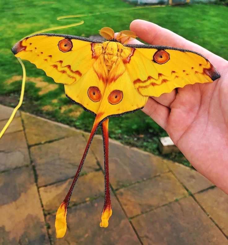 a yellow and black moth is being held in someone's hand