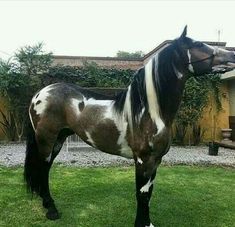 a brown and white horse standing on top of a lush green field next to a building