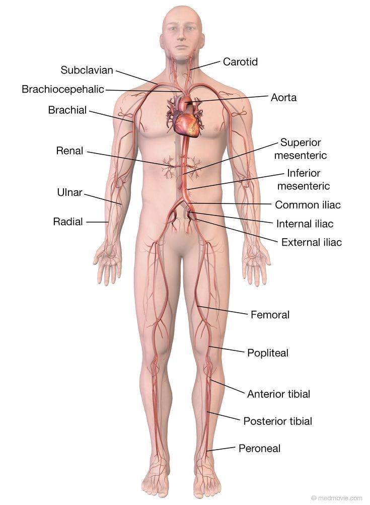 the human body with all its major blood vessels