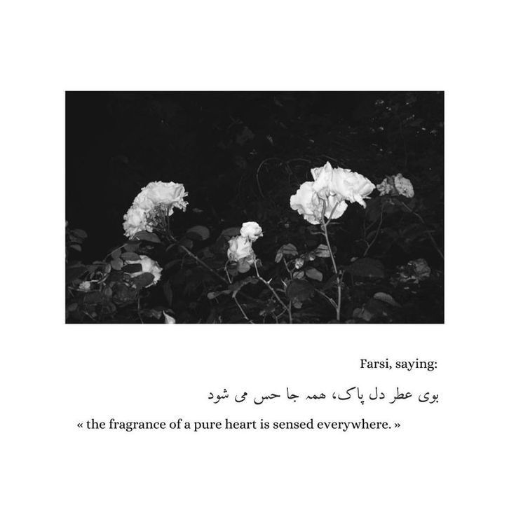 some white flowers in black and white with a quote from farsi saying the language of a pure heart is seemed everywhere