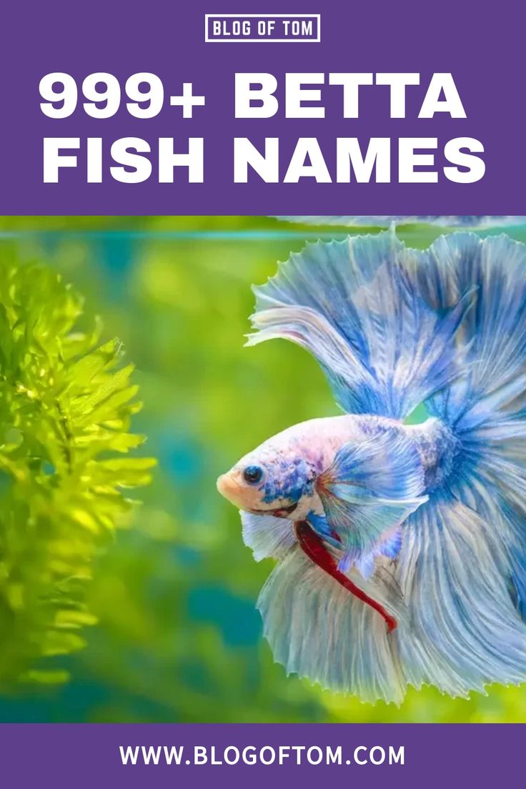 a blue betta fish with the words, 999 + betta fish names