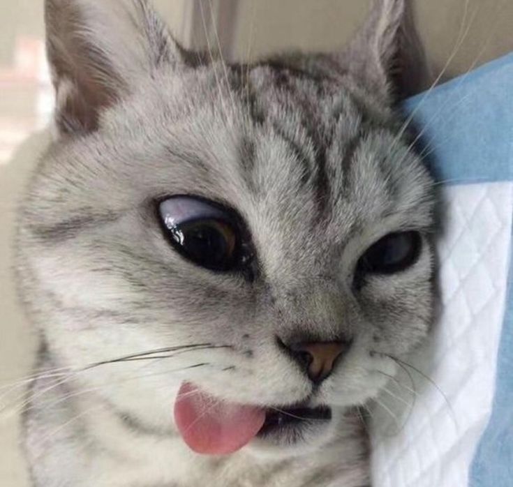 a cat sticking its tongue out with it's tongue hanging out