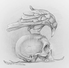 a pencil drawing of a skull with a bird on it's head next to a human skull