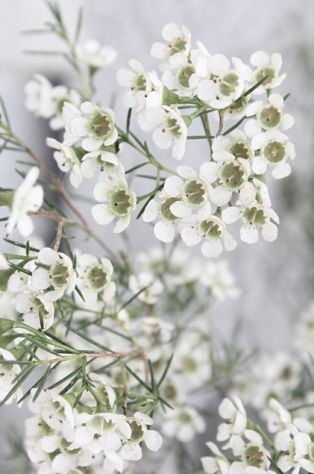 small white flowers with green leaves on them