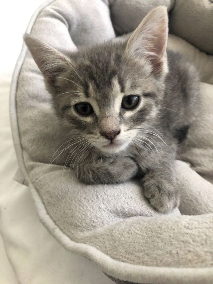 a small gray kitten laying on top of a white blanket in a pet bed, looking at the camera