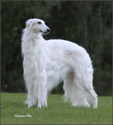 a large white dog standing on top of a lush green field