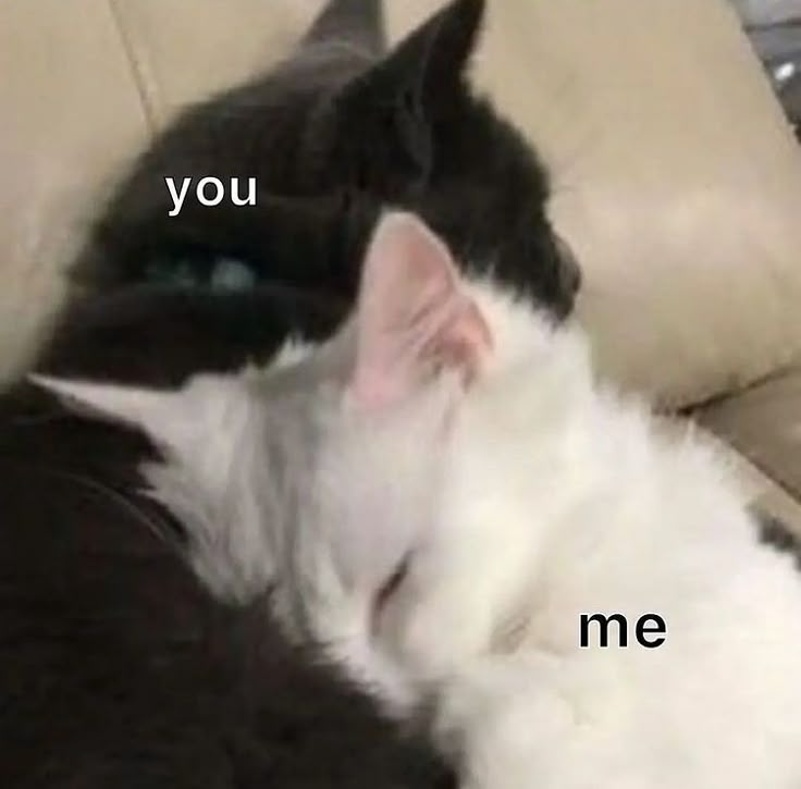 two black and white cats cuddle together on a couch with the caption you me