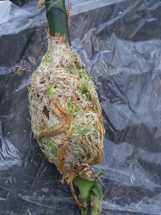 a plant that has been wrapped in plastic