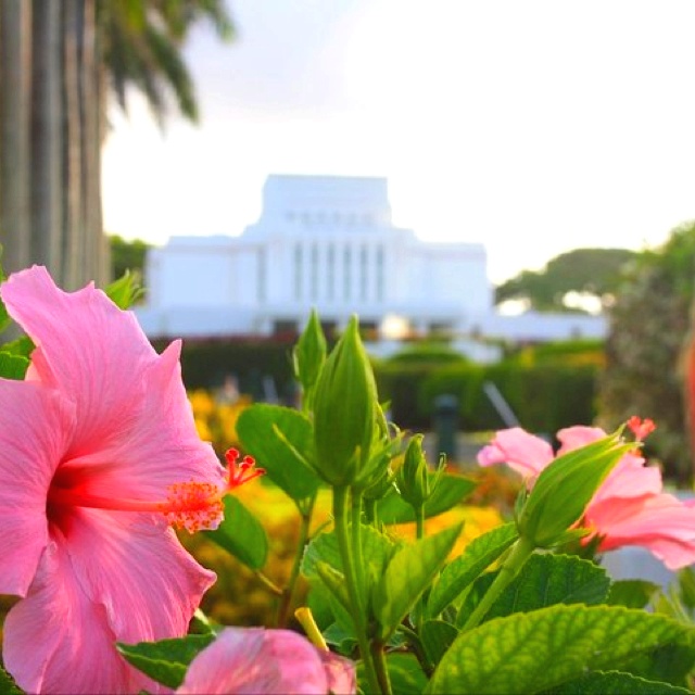 pink flowers are blooming in front of a white building and palm trees on the other side