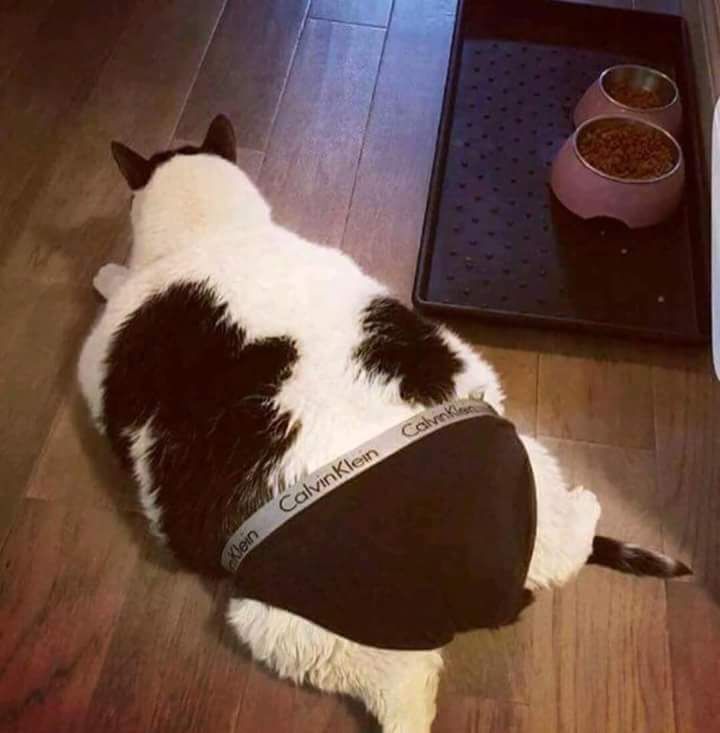 a black and white cat laying on top of a wooden floor next to a bowl of food