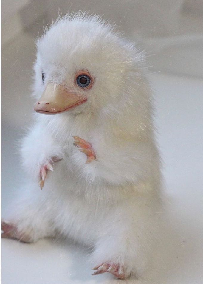 a small white bird standing on its hind legs