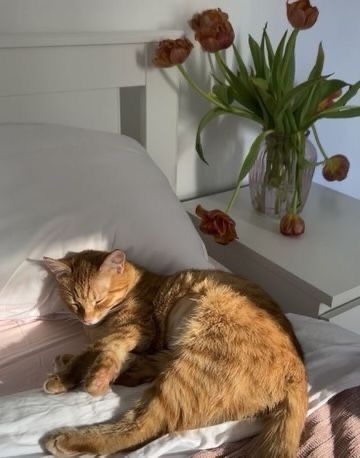 an orange cat laying on top of a bed next to a vase filled with flowers