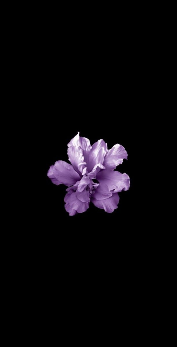 a single purple flower on a black background